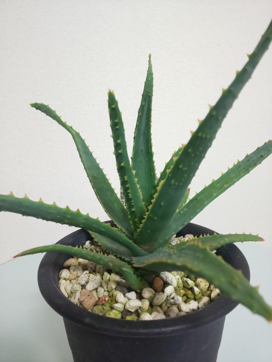 アロエ カスティロニアエ 強棘 アロエ：カスティロニアエ 3.5号ポット